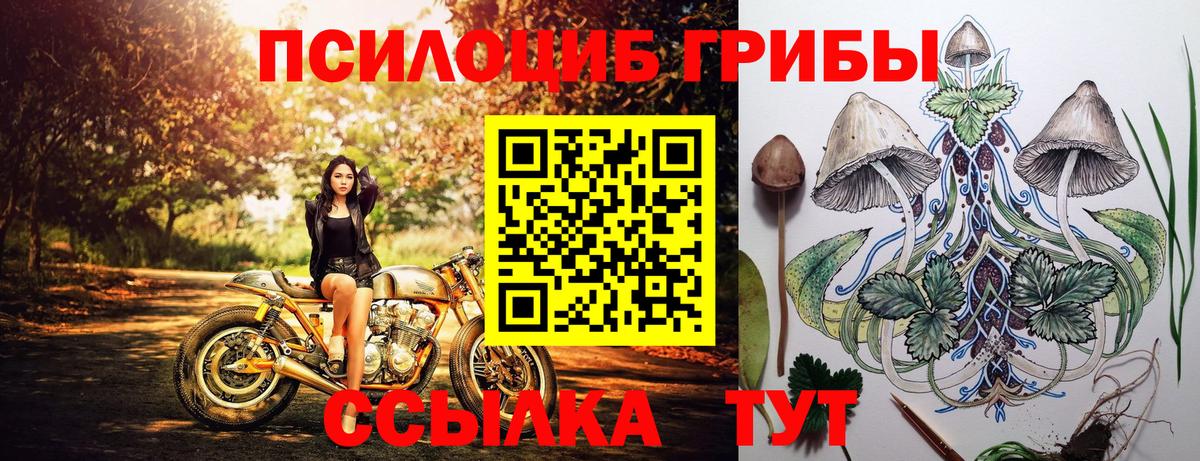 Камышлов  Псилоцибиновые грибы мухоморы  дарнет шоп  Вход с VPN 